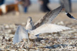 Glaucous Gull (Larus hyperboreus)