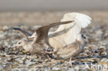 Grote Burgemeester (Larus hyperboreus)