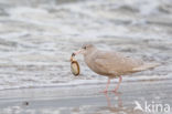 Grote Burgemeester (Larus hyperboreus)