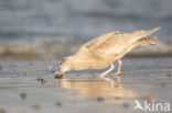 Grote Burgemeester (Larus hyperboreus)