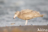 Grote Burgemeester (Larus hyperboreus)