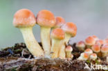 Sulphur tuft (Hypholoma fasciculare)