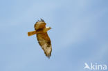 Arendbuizerd (Buteo rufinus)