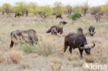 Kaapse buffel (Syncerus caffer)