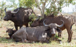 Kaapse buffel (Syncerus caffer)