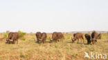 Kaapse buffel (Syncerus caffer)