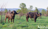 Kaapse buffel (Syncerus caffer)