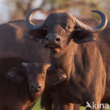 Kaapse buffel (Syncerus caffer)