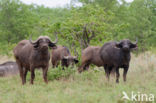 Cape buffalo (Syncerus caffer)