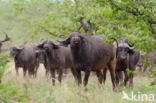 Cape buffalo (Syncerus caffer)