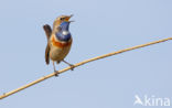 Bluethroat (Luscinia svecica)