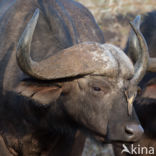 Kaapse buffel (Syncerus caffer)