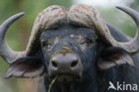 Kaapse buffel (Syncerus caffer)