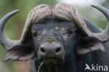 Cape buffalo (Syncerus caffer)