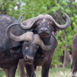 Cape buffalo (Syncerus caffer)