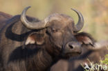 Kaapse buffel (Syncerus caffer)