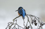 Kingfisher (Alcedo atthis)