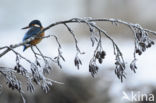 Kingfisher (Alcedo atthis)