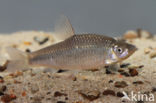 Blauwband (Pseudorasbora parva)