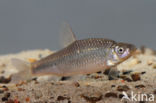 Blauwband (Pseudorasbora parva)