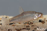 Blauwband (Pseudorasbora parva)