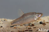 Blauwband (Pseudorasbora parva)