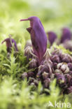 Purple Toothwort (Lathraea clandestina)