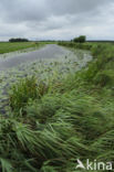 Common Reed (Phragmites australis)