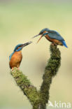 IJsvogel (Alcedo atthis)