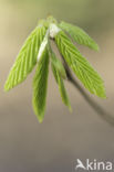 Hornbeam (Carpinus betulus)