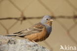 Bruinkeelortolaan (Emberiza caesia)