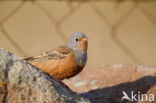 Bruinkeelortolaan (Emberiza caesia)