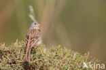 Bruinkeelortolaan (Emberiza caesia)