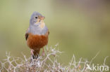 Bruinkeelortolaan (Emberiza caesia)