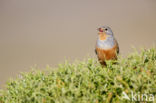 Bruinkeelortolaan (Emberiza caesia)