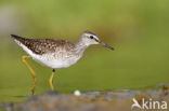 Wood Sandpiper (Tringa glareola)