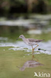 Wood Sandpiper (Tringa glareola)