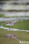 Wood Sandpiper (Tringa glareola)