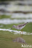 Wood Sandpiper (Tringa glareola)