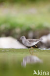 Wood Sandpiper (Tringa glareola)