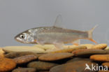 Sneep (Chondrostoma nasus)