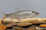 Nose Carp (Chondrostoma nasus)