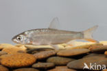 Nose Carp (Chondrostoma nasus)