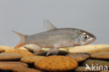 Nose Carp (Chondrostoma nasus)