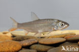 Nose Carp (Chondrostoma nasus)