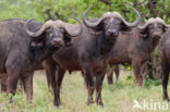 Cape buffalo (Syncerus caffer)