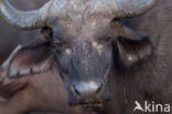 Kaapse buffel (Syncerus caffer)