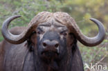 Kaapse buffel (Syncerus caffer)