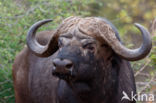 Kaapse buffel (Syncerus caffer)