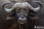 Kaapse buffel (Syncerus caffer)